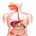 دستگاه گوارش و نکات ضروری